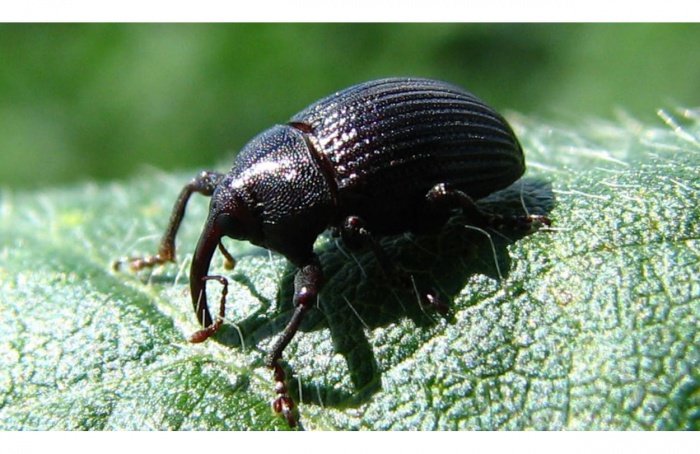 Rhyssomatus subtilis chega a Córdoba e preocupa produtores de soja