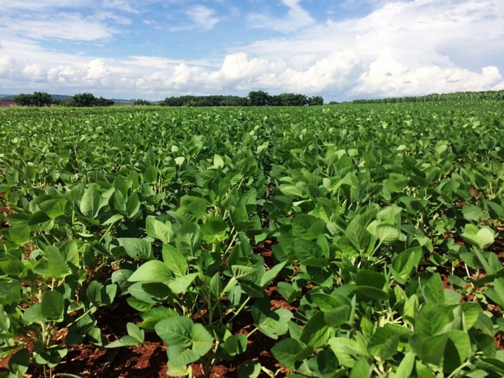 Desempenho de cultivares de soja e de milho será apresentado em evento da Secretaria