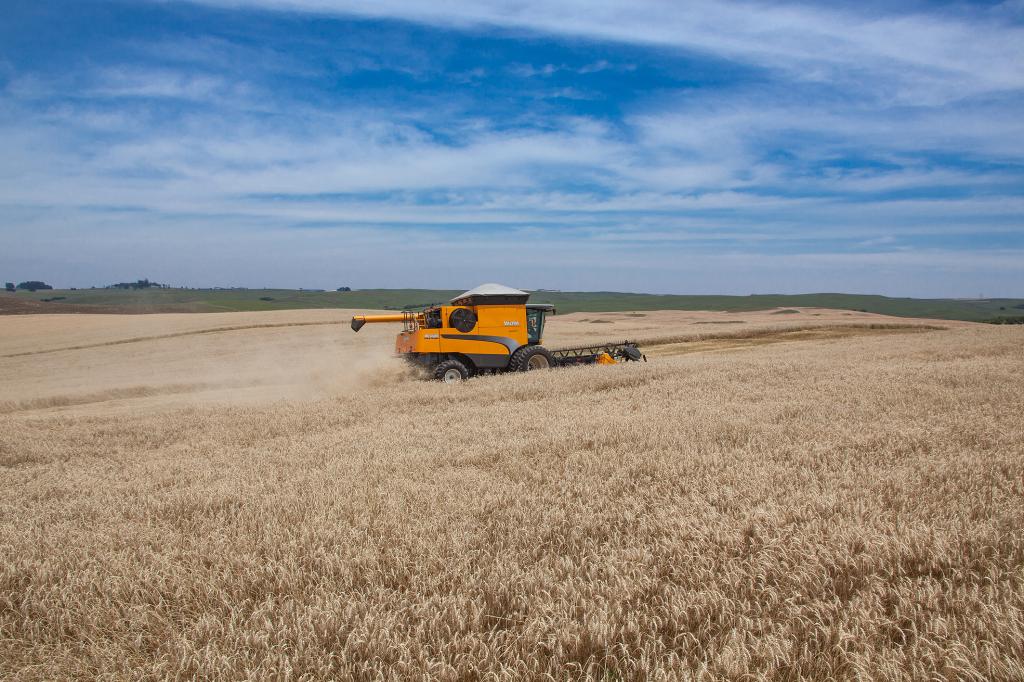 Colheita do trigo no Paraná atinge 28% da área