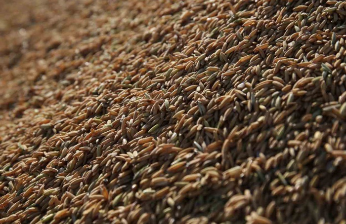 Leilão comercializa 39,4 mil toneladas de arroz com casca