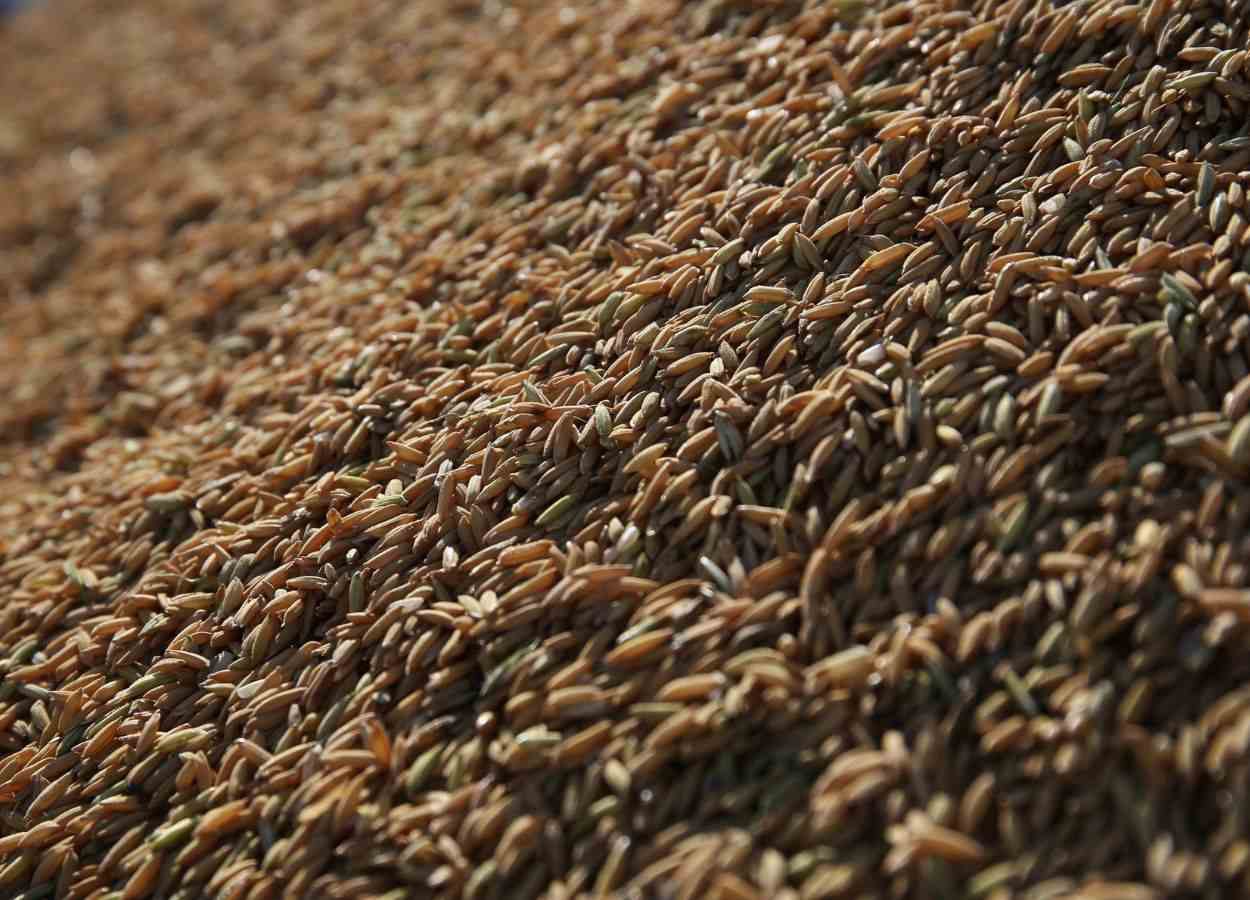 Leilão comercializa 39,4 mil toneladas de arroz com casca