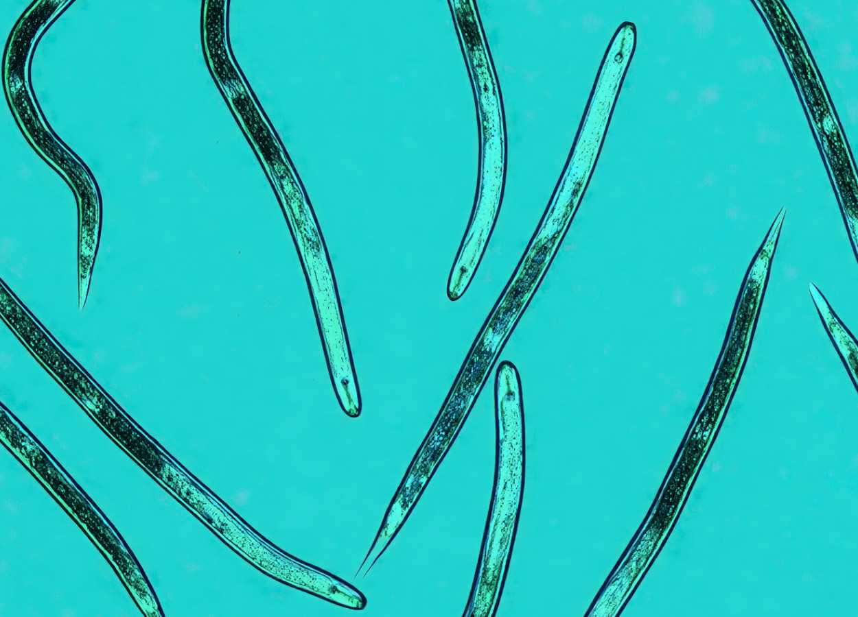 Foto:&nbsp;Jonathan D Eisenback, Virginia State University