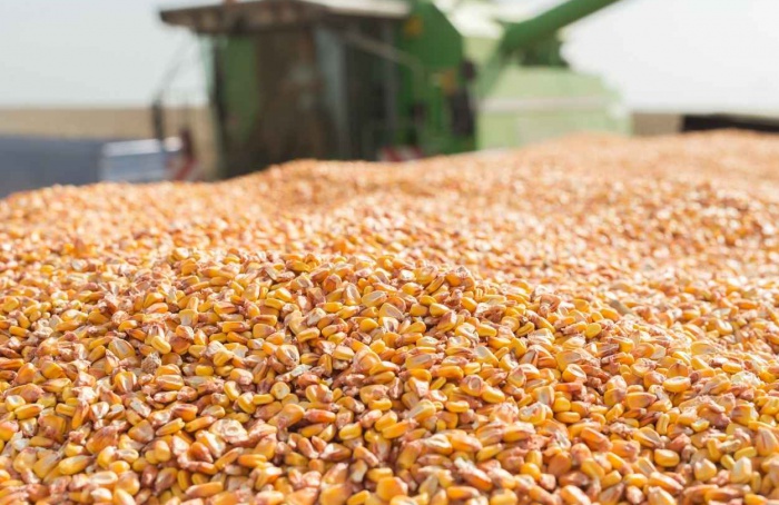 Mercado de grãos segue desafiado por tarifas e clima no Brasil