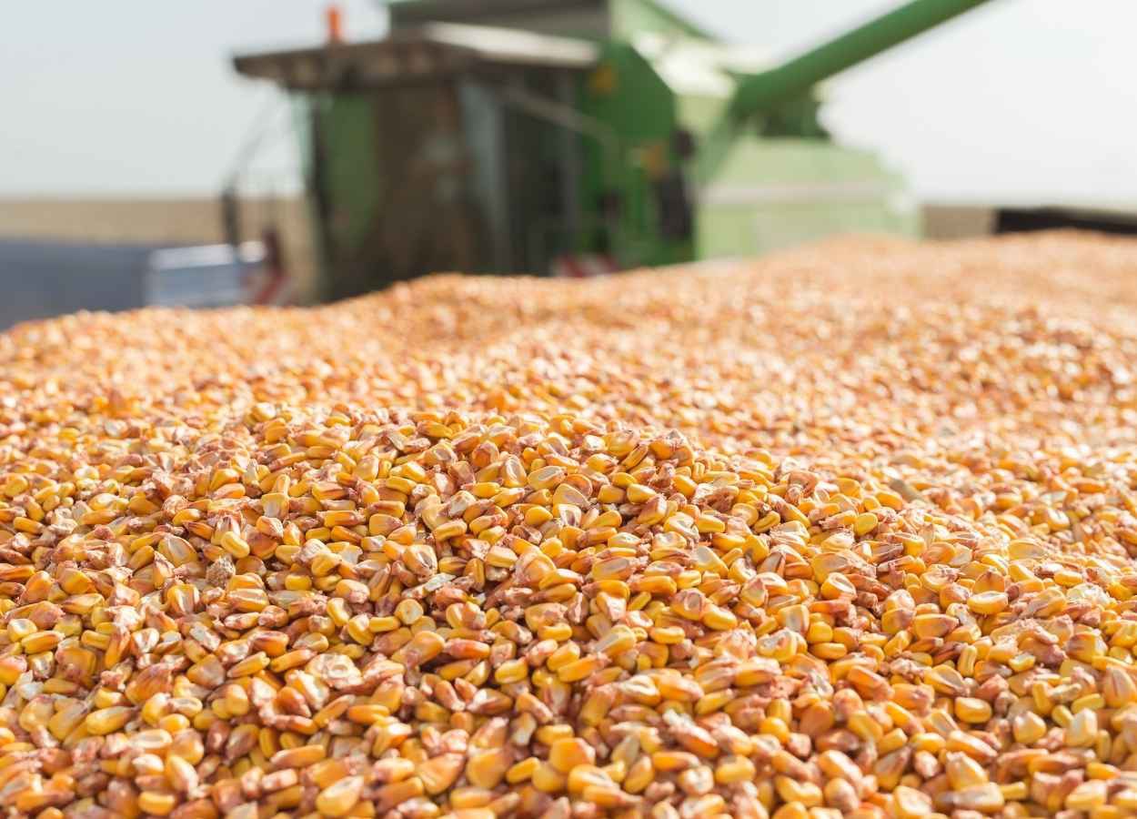 Mercado de grãos segue desafiado por tarifas e clima no Brasil