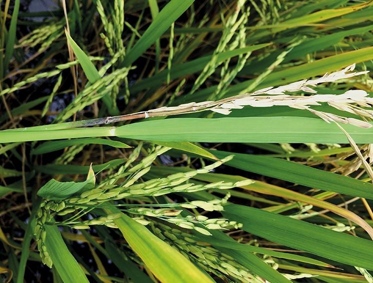 Práticas de manejo para controle eficaz da brusone em arroz
