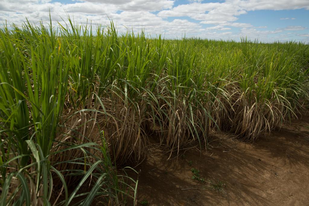 Área total de cana apresenta redução de 2,4%