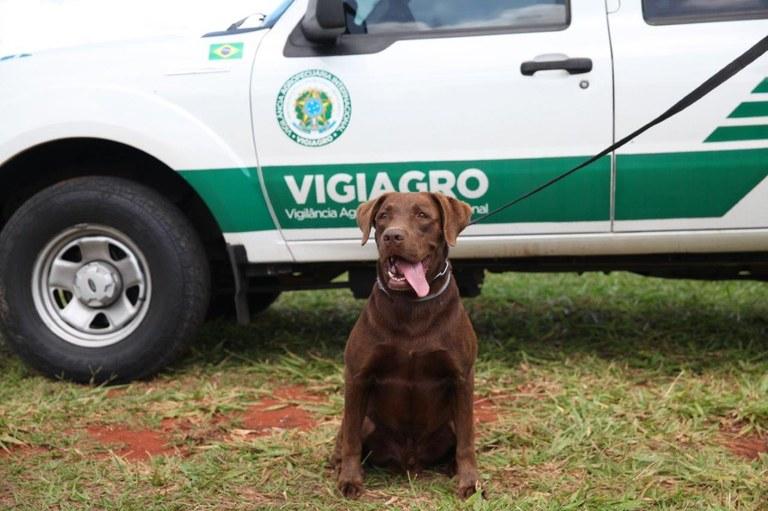 Cachorro Léo comemora cinco anos na inspeção agropecuária