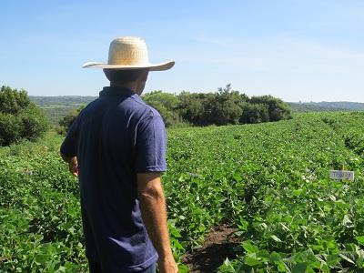 Segue colheita do feijão e do milho no RS, com boas perspectivas para os agricultores