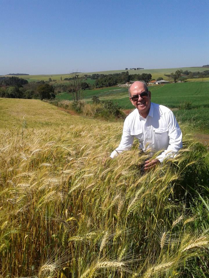 Os insumos do trigo representam 25% a 30% das receitas no ano: por isso, há que se plantar o cereal