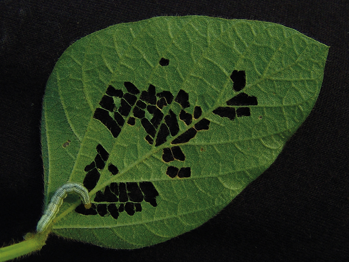 Figura 2 - Injúria rendilhada na folha de soja proporcionada pela lagarta-falsa-medideira