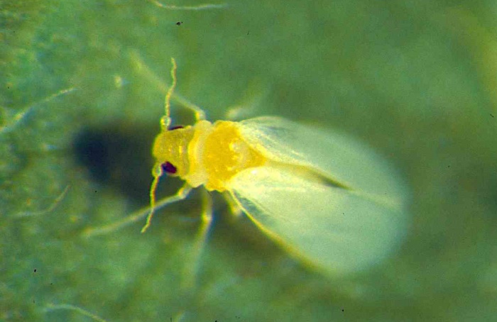Estresse hídrico altera defesa indireta em tomate e trigo