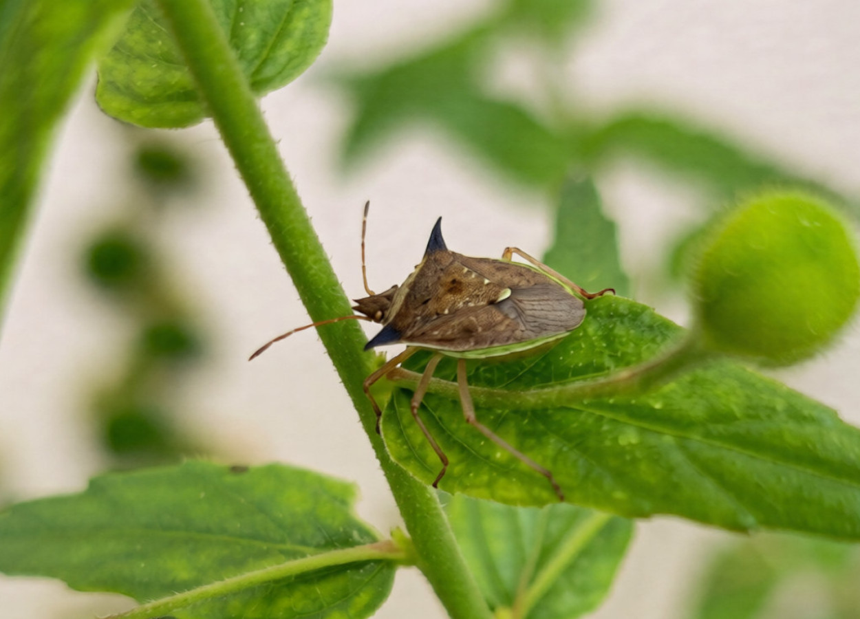Foto:&nbsp;Fábio Luis dos Santos / iNaturalist - CC by-nc 40