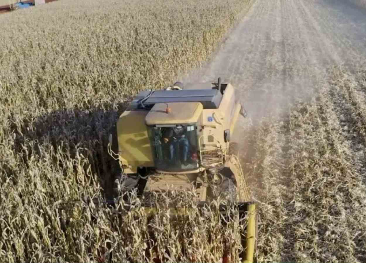 Safra de milho apresenta alta produtividade nas áreas da Coamo