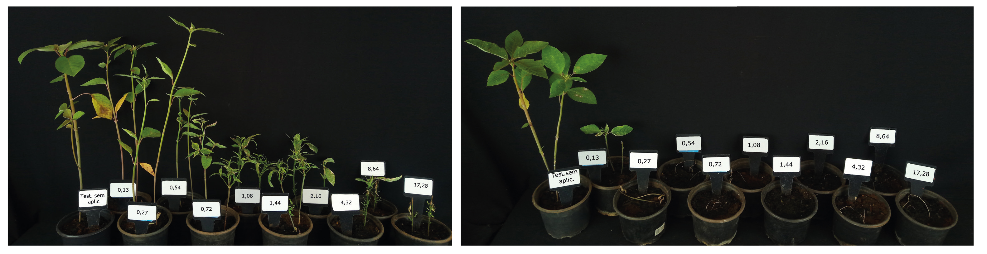 Plantas resistentes à aplicação de glifosato (esquerda) e suscetíveis ao herbicida (direita)