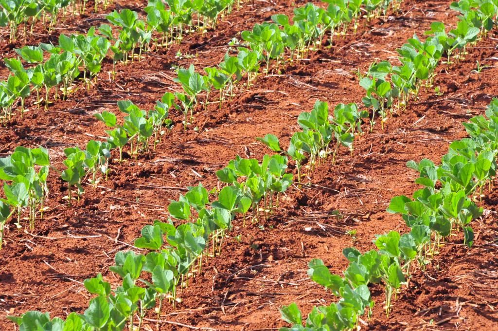 Embrapa promove curso teórico e prático sobre soja