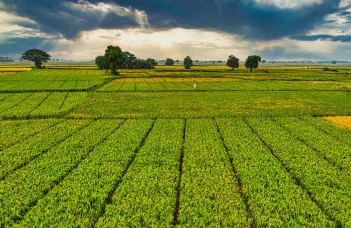 Ministério da Agricultura libera recurso adicional para o seguro rural no Rio Grande do Sul