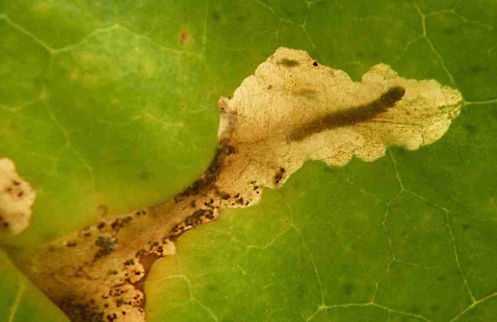 Expressão gênica explica escolha de hospedeiro em traças agrícolas
