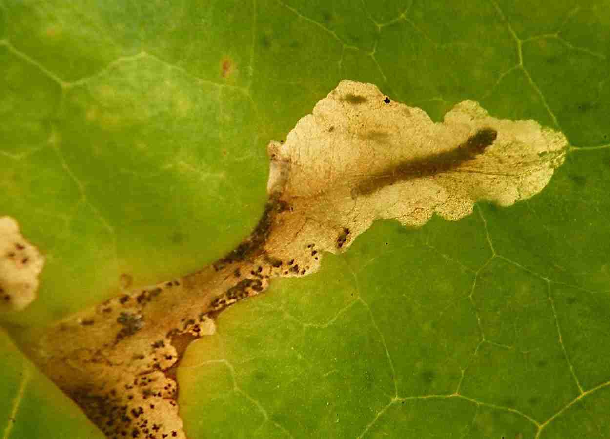 Expressão gênica explica escolha de hospedeiro em traças agrícolas