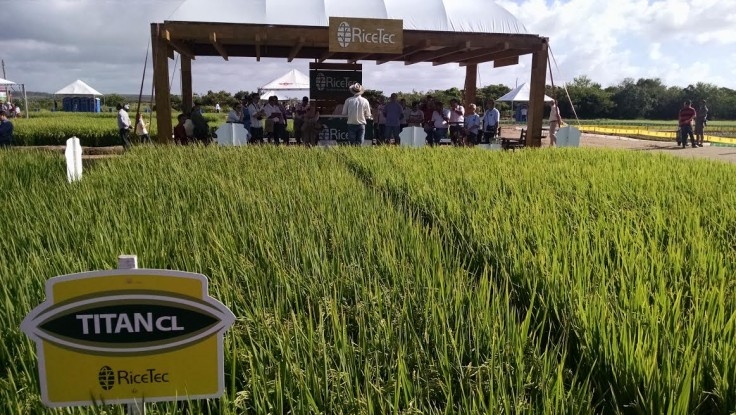 Qualidade do arroz produzido no Brasil ajuda a conquistar novos mercados