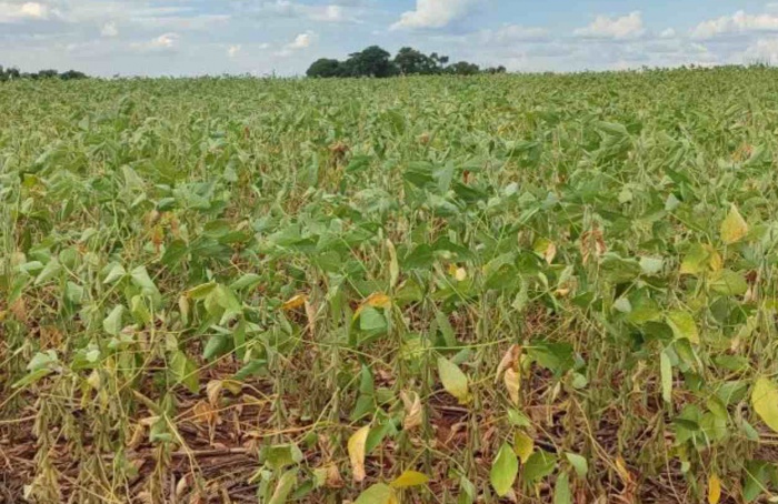 Trinta municípios são impactados pela falta de chuva em MS