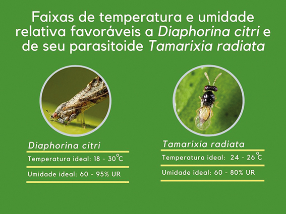 Figura 1 - Dados de exigências térmicas e condições de umidade relativa ideais para o desenvolvimento do psilídeo (Diaphorina citri) e seu parasitoide (Tamarixia radiata).