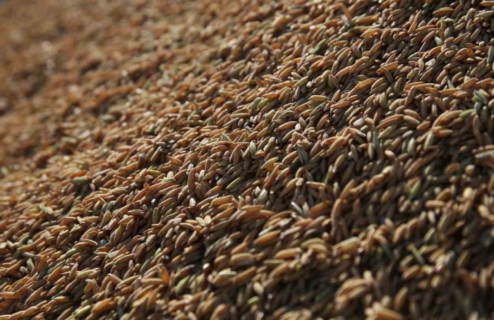 Leilões do arroz têm boa resposta no Sul, diz Federarroz