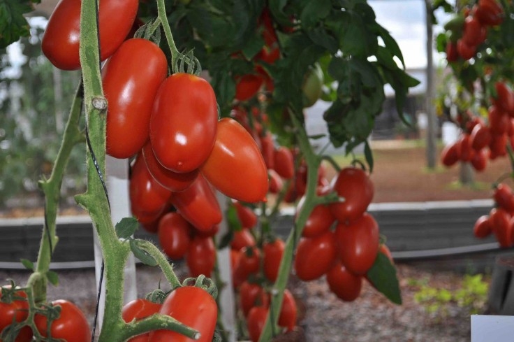 Seminário de tomate acontece em setembro