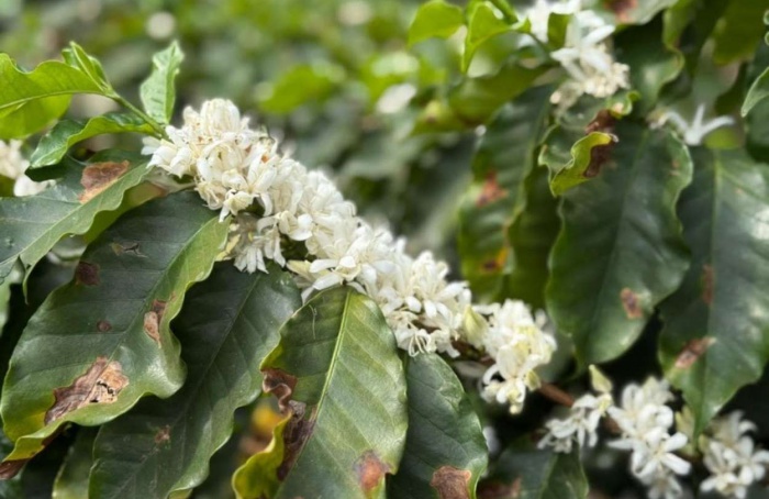 Florada marca nova fase do café no Instituto Biológico