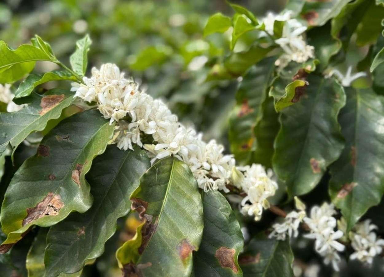 Florada marca nova fase do café no Instituto Biológico