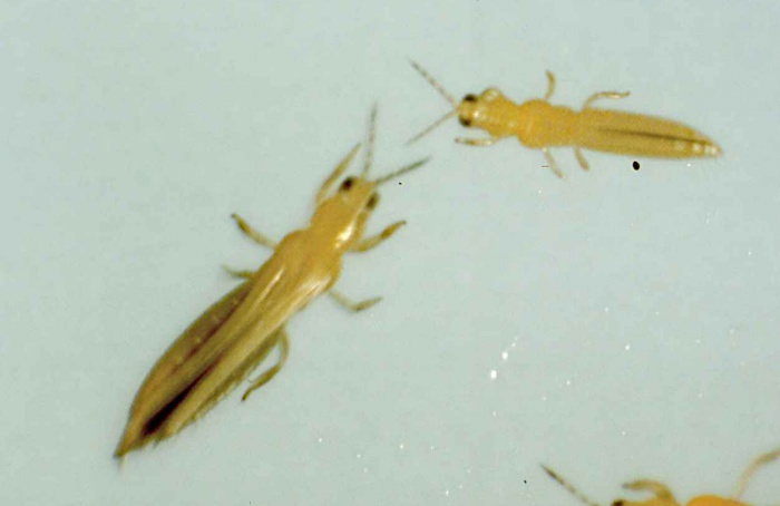 Armadilhas com semioquímico melhoram monitoramento de tripes