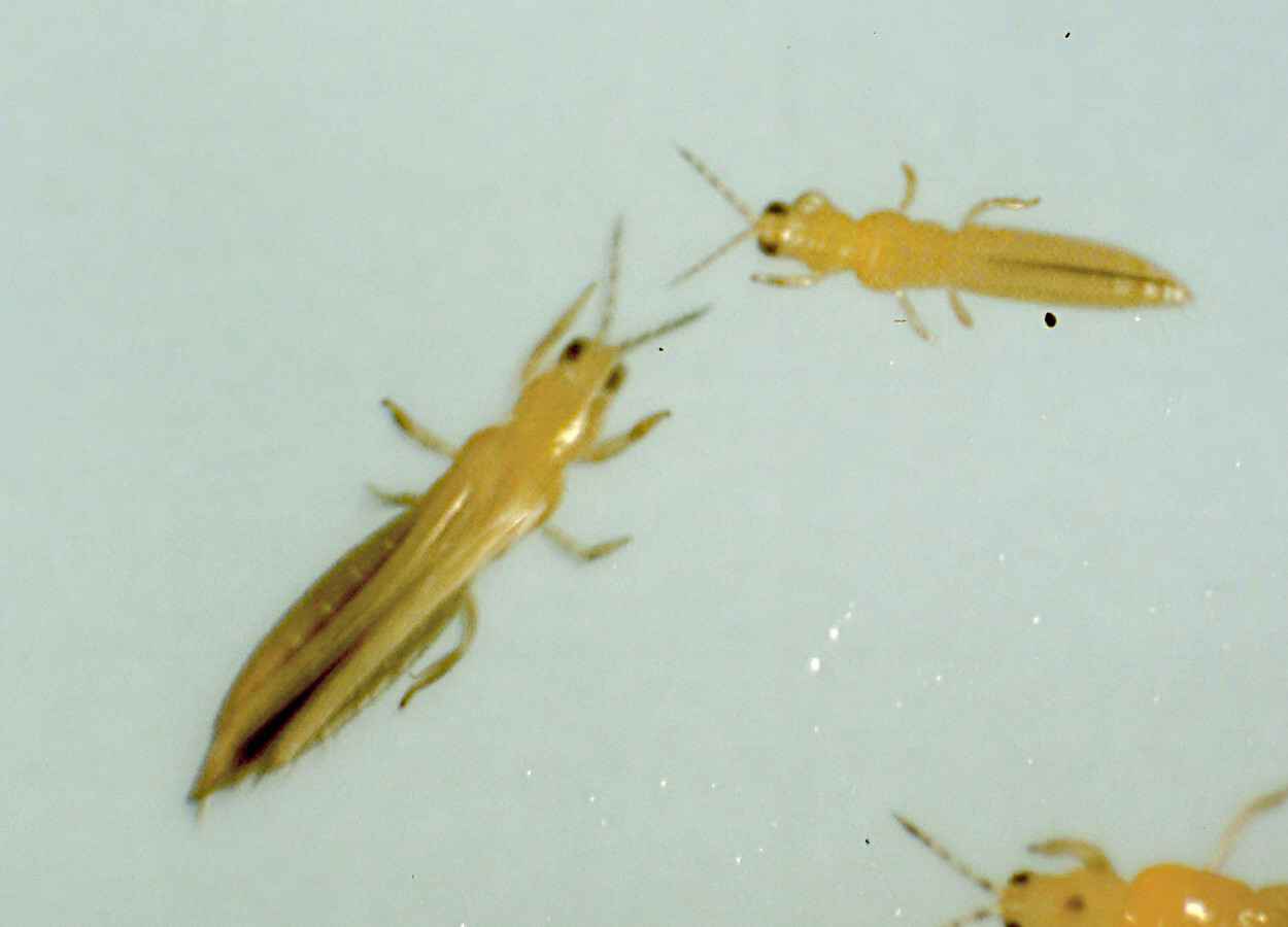 Trampas con semioquímicos mejoran el monitoreo de trips.