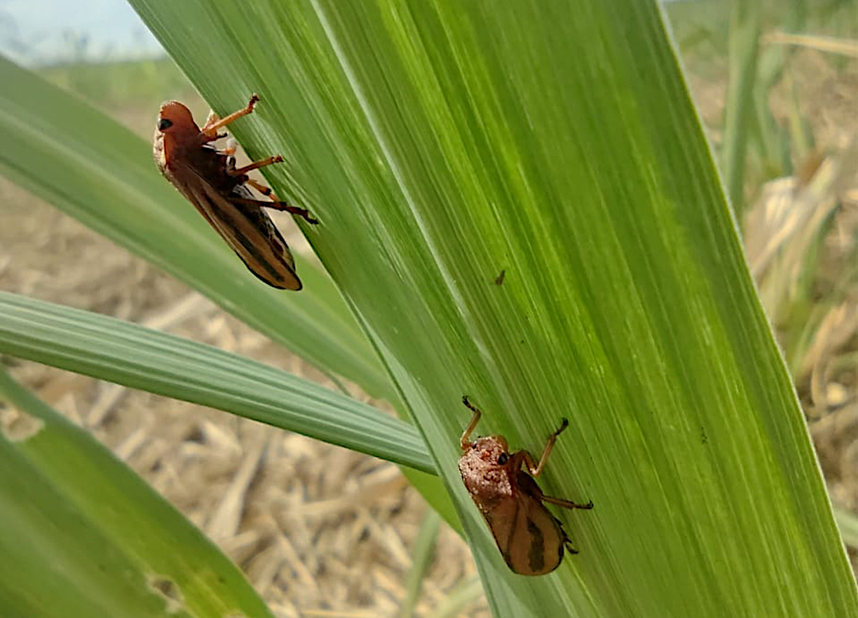 <i>Mahanarva fimbriolata</i> - Foto: Gabriel Augusto de Andrade Rodrigues