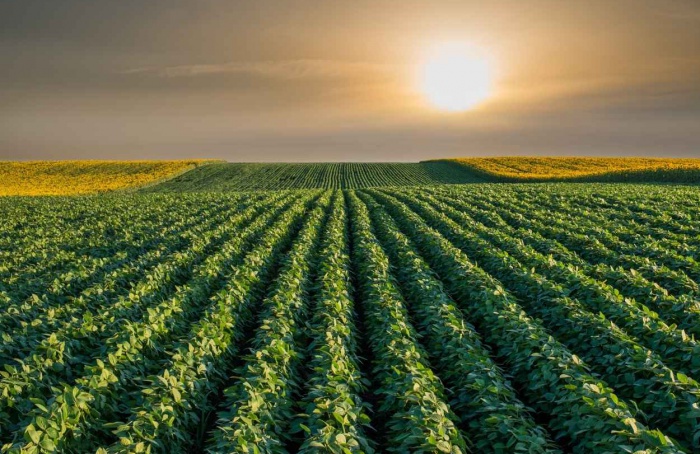 Área de soja cresce 175 mil hectares em quatro estados