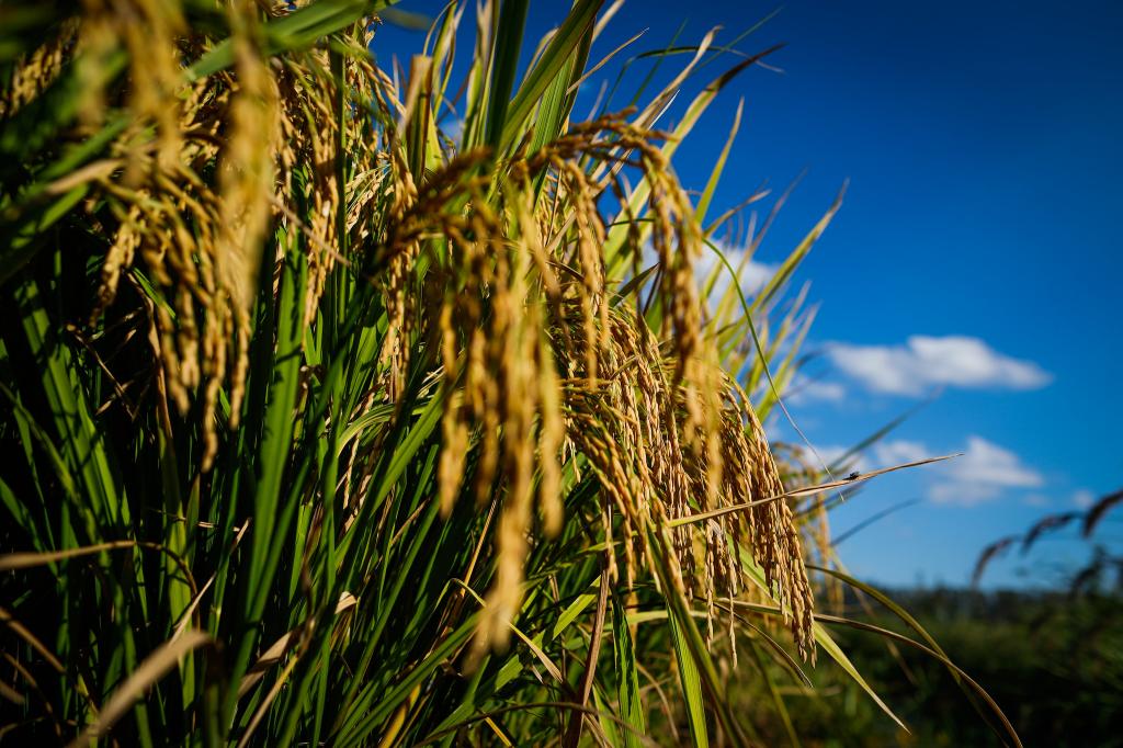 Preço do arroz em casca cai no acumulado do mês