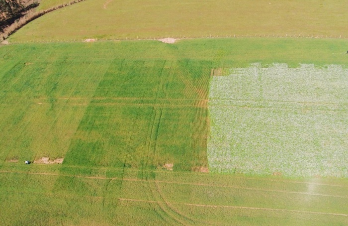 Nematicida biológico, plantas de cobertura e cultivares no manejo de nematoides