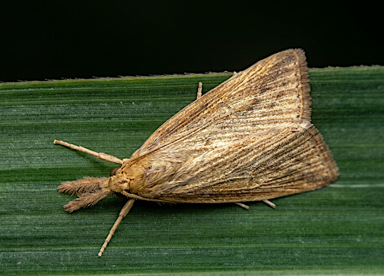 Foto:&nbsp;William White / Bugwood