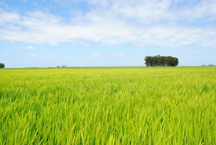 Entidades se reúnem em Brasília para discutir a revisão do preço mínimo do arroz irrigado