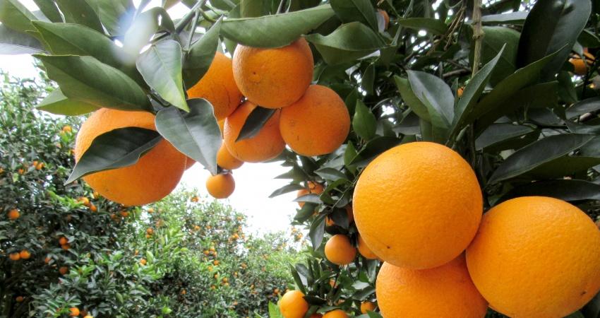 Norte e Noroeste do cinturão agrícola terão maior aumento de produtividade de citros
