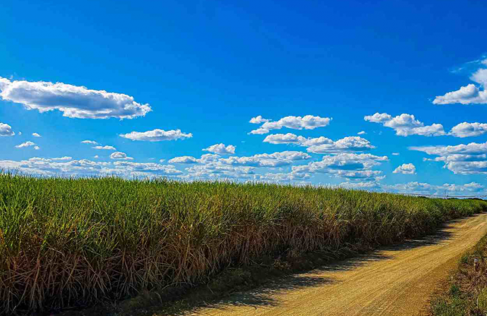 Cana-de-açúcar impulsiona empregos no agronegócio mineiro em 2023