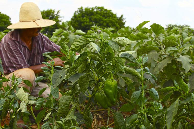 ​Dourados e Paranaíba (MS) são responsáveis por 30% dos produtos comercializados no Hortifruti Legal