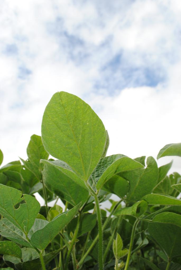 Soja e milho, âncoras da agricultura brasileira