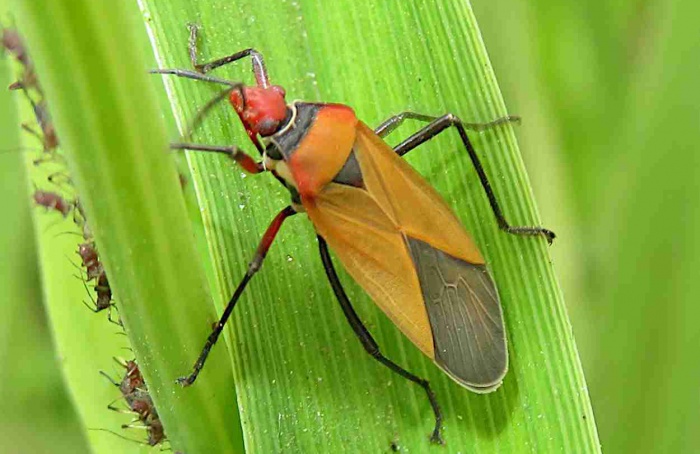 Óleo de capim-limão mata percevejos