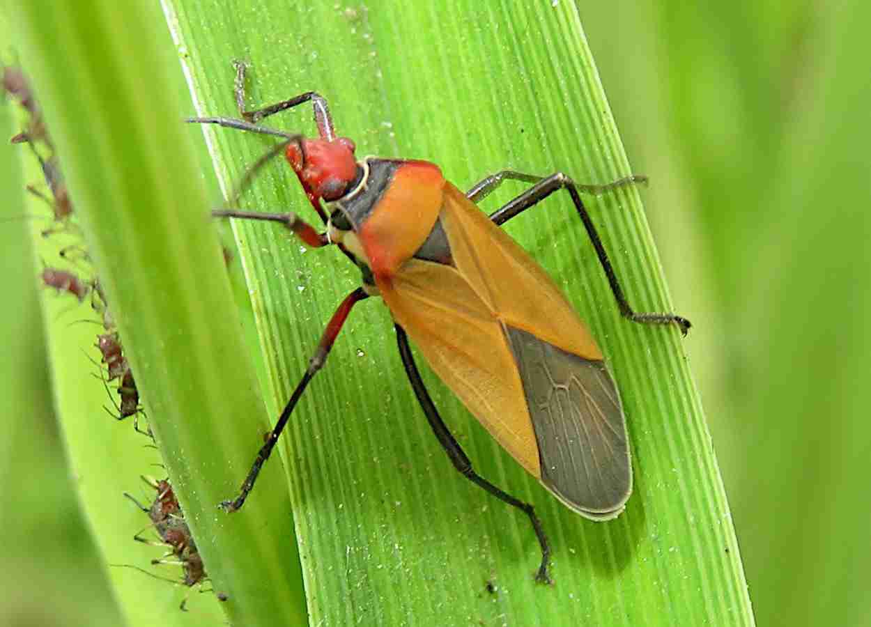El aceite de limoncillo mata las chinches.