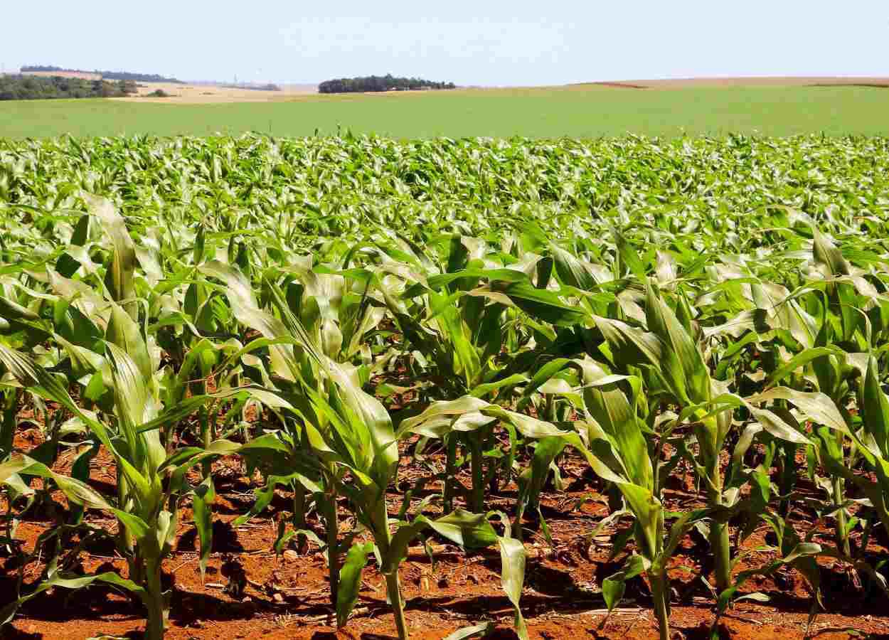 Récolte PR 2025/26 : Le maïs progresse dans de bonnes conditions.