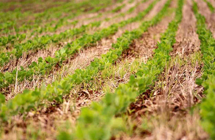 Embrapa identifica 62 cultivares de soja com tecnologia STS