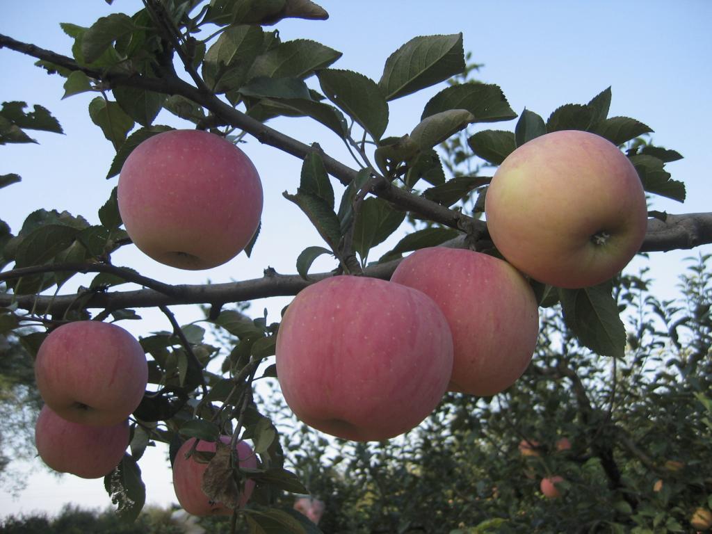 Yara ressalta como a nutrição adequada eleva produtividade de hortifrutis