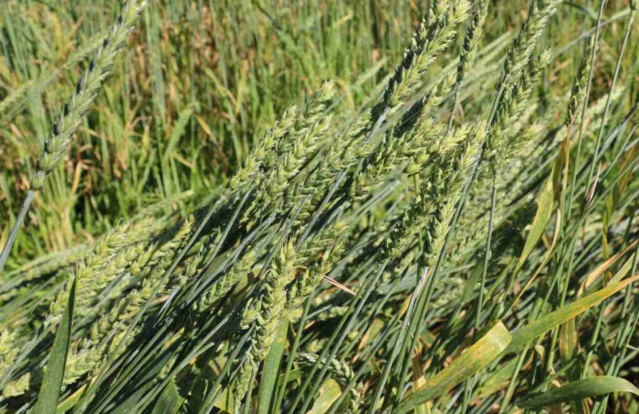 Epamig conduz estudos complementares com trigo MGS3 Brilhante