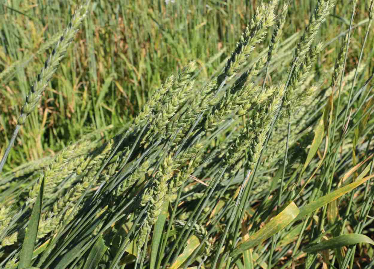 Epamig conduz estudos complementares com trigo MGS3 Brilhante