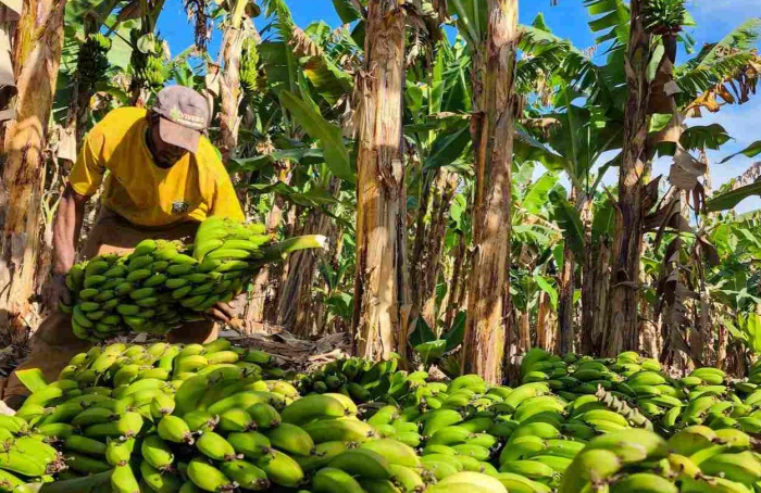 Fruticultura em Minas Gerais avança 29% em dez anos