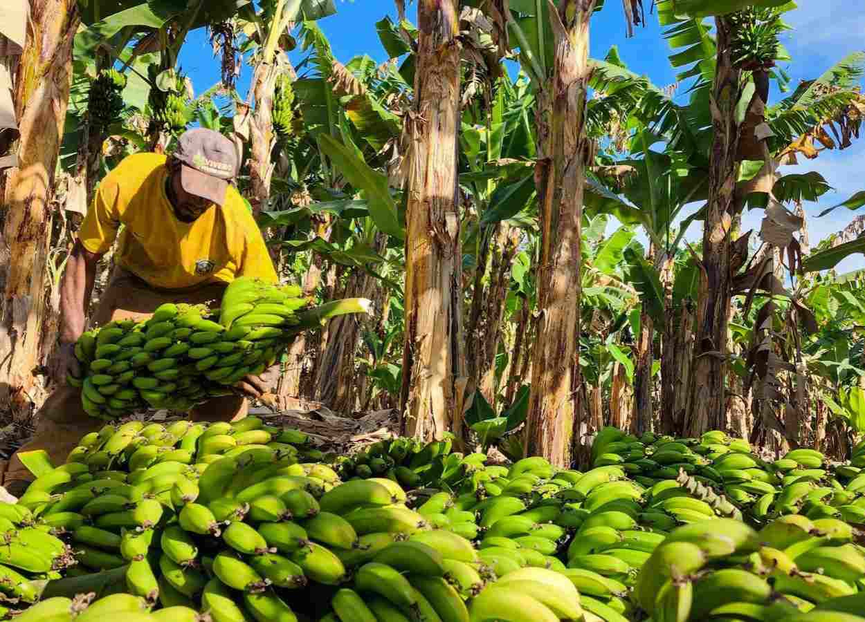 Fruticultura em Minas Gerais avança 29% em dez anos